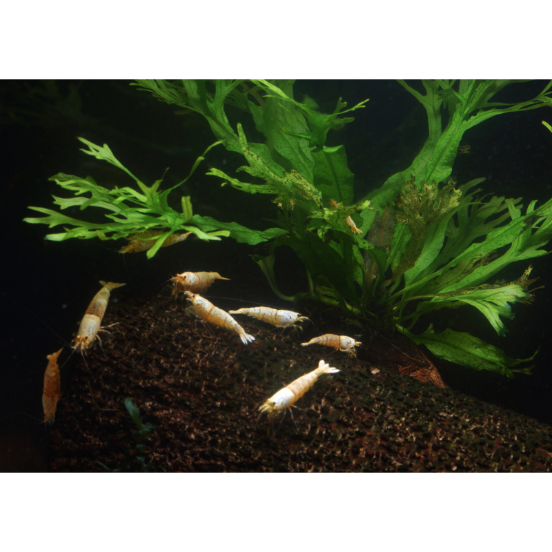 10x UK Bred Snow White Caridina Shrimp (aka Pure White Line - PWL)