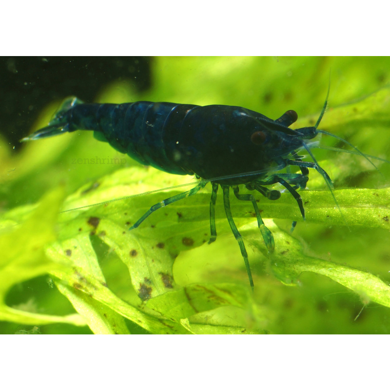 10x UK Bred Blue Diamond Neocaridina Shrimp - Opaque Dark Glossy Blue