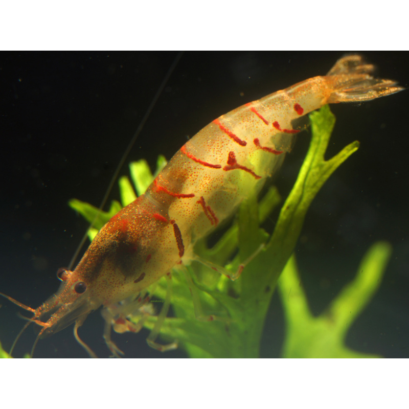 10x UK Bred Red Tiger Shrimp - Caridina mariae “Red Tiger”