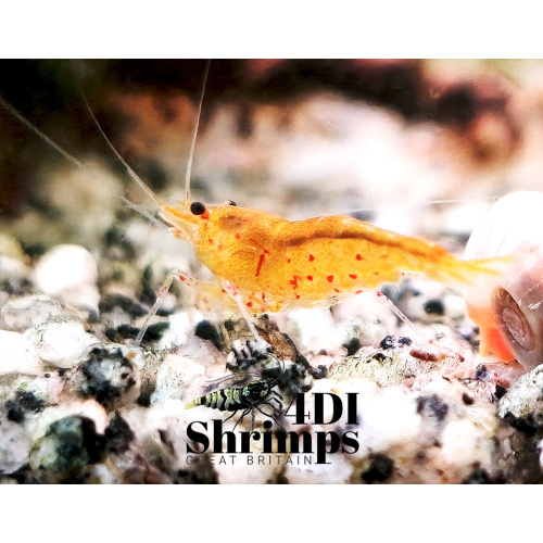 X5+1 Bloodshot/ tangerine tiger