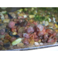 Ramshorn Snails  x 25  Mixed Colours And Sizes . Free Postage .