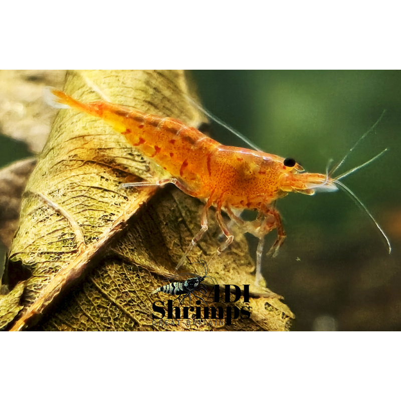 X5+1 Bloodshot/ tangerine tiger