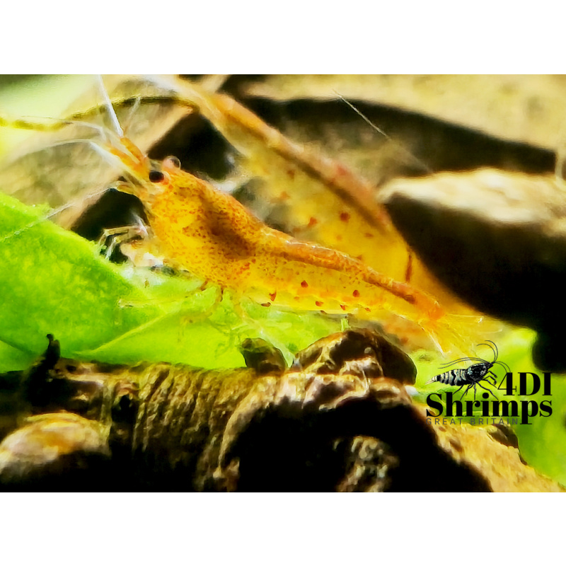 X5+1 Bloodshot/ tangerine tiger