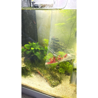 10 X RED Cherry Shrimp A GRADE
