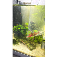 10 X RED Cherry Shrimp A GRADE
