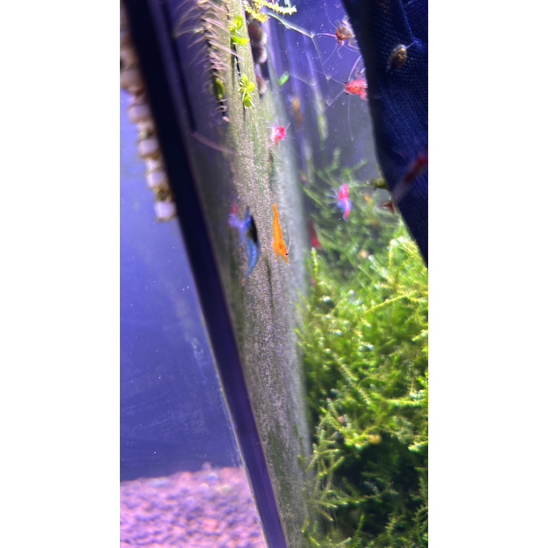 Skittles x25 Neocaridina, mixed colours £20