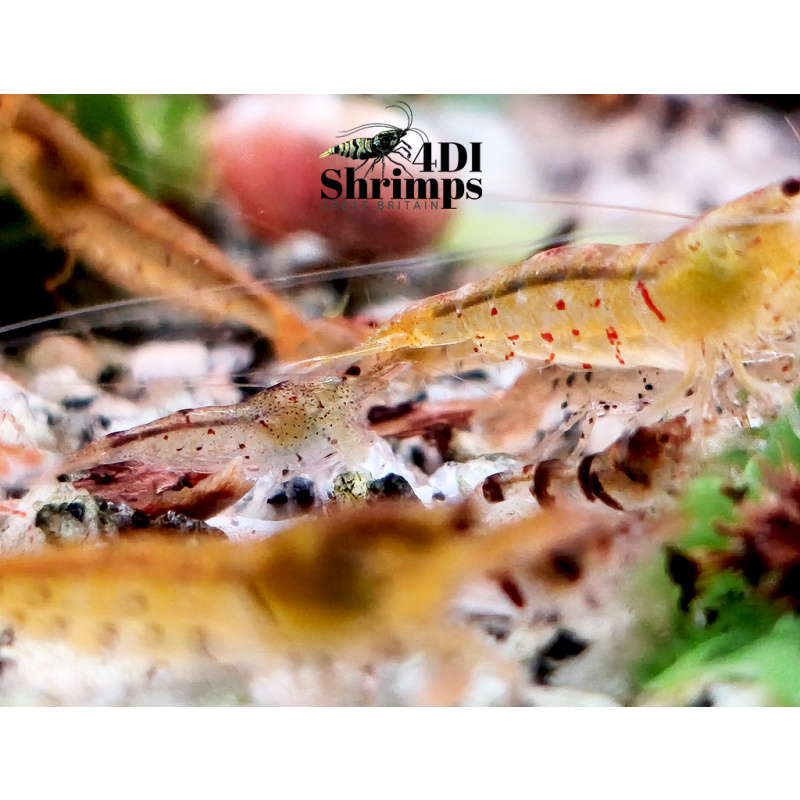 X5+1 Bloodshot/ tangerine tiger