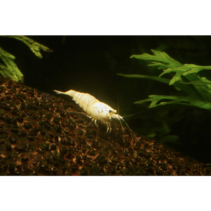 10x UK Bred Snow White Caridina Shrimp (aka Pure White Line - PWL)