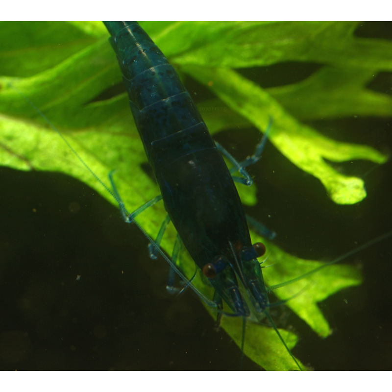 10x UK Bred Blue Diamond Neocaridina Shrimp - Opaque Dark Glossy Blue
