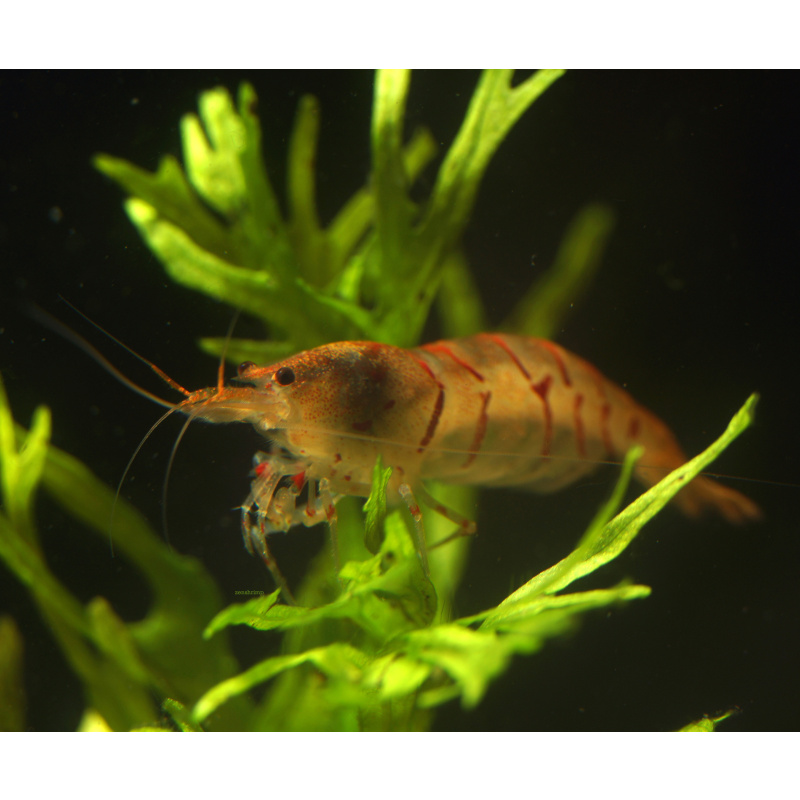 10x UK Bred Red Tiger Shrimp - Caridina mariae “Red Tiger”
