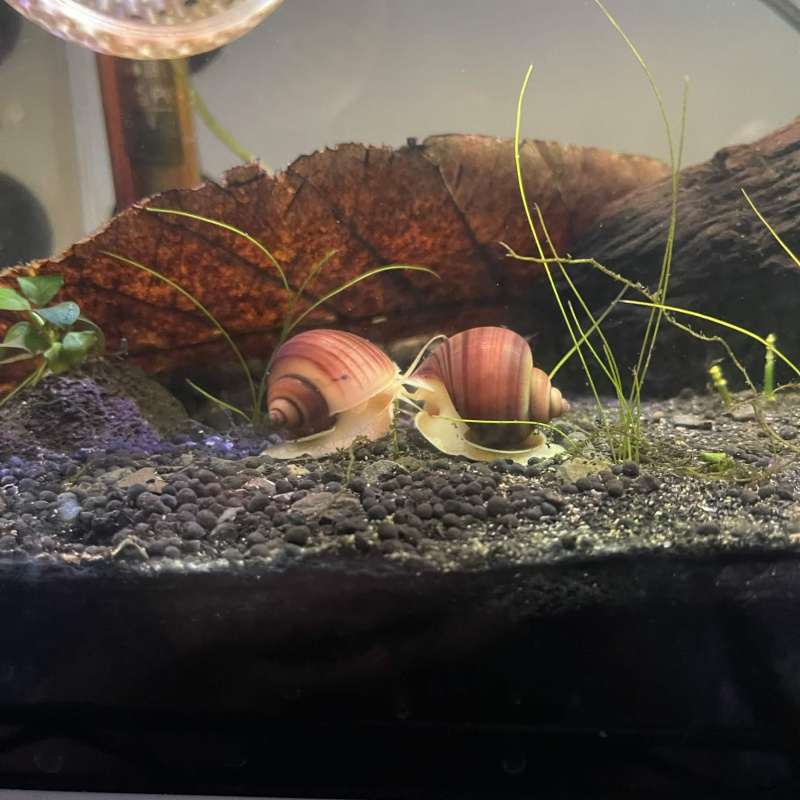 2x  Young Mystery Snail (Magenta)