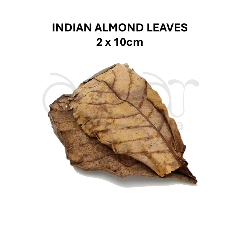 [Shrimp Starter Kit] 10xBlueDream +2Extra + Indian Almond Leaves Catappa + Ultra Fresh Shrimp Food + Bamboo Charcoal with Moss + FREE Expert Guide