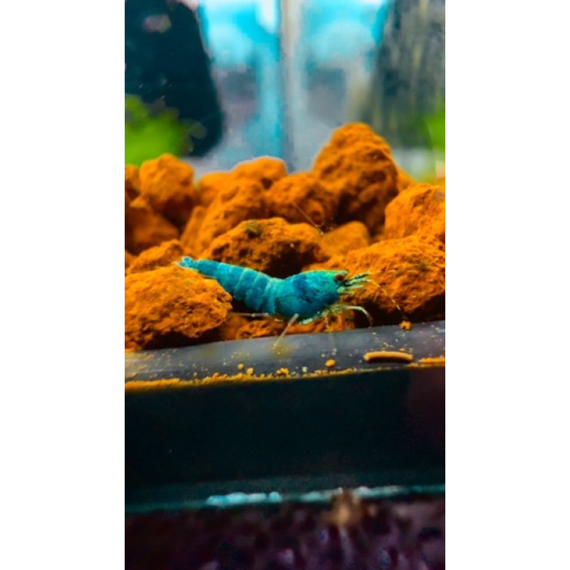 Blue Bolt KW Line 10+2