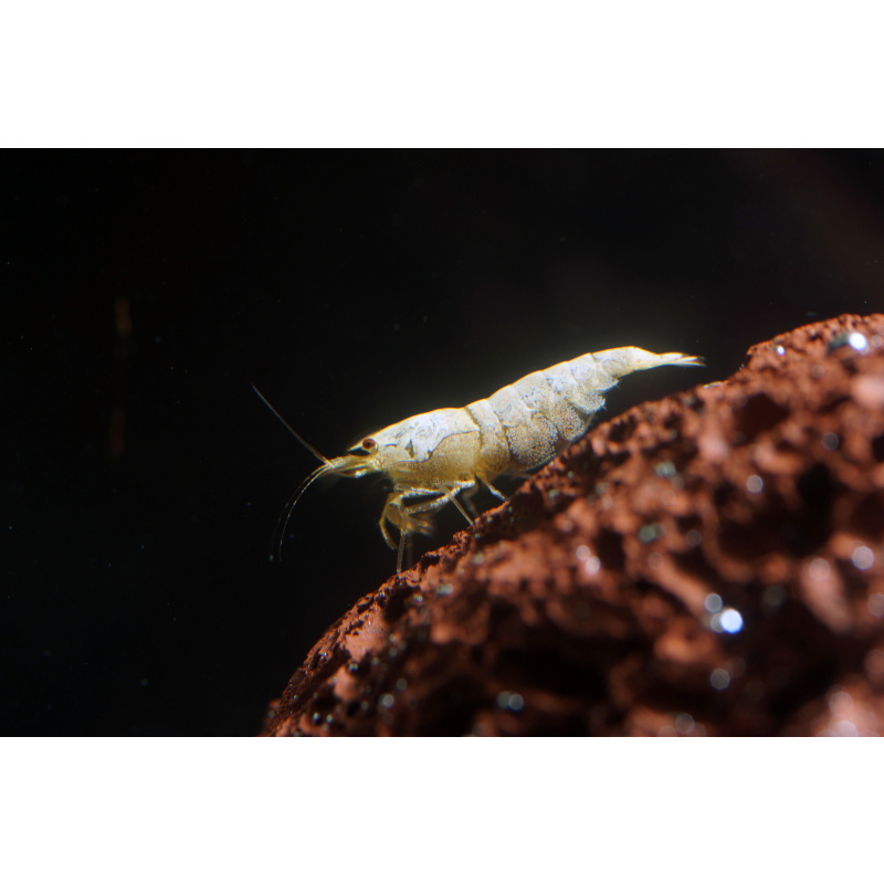 10x UK Bred Snow White Caridina Shrimp (aka Pure White Line - PWL)