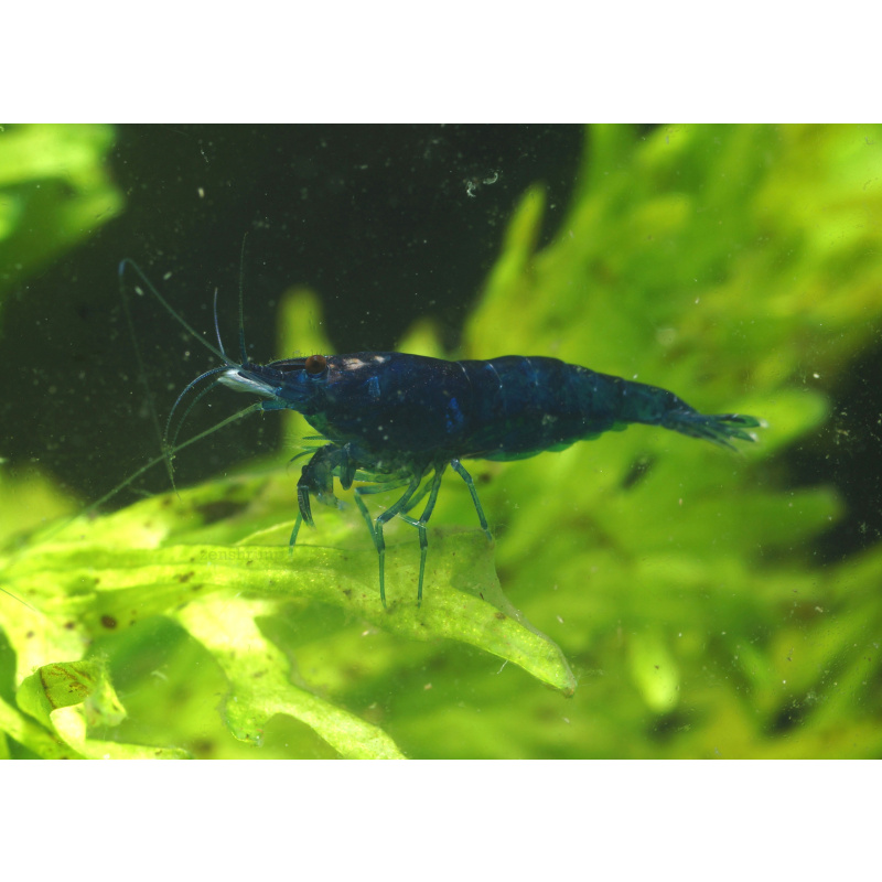 10x UK Bred Blue Diamond Neocaridina Shrimp - Opaque Dark Glossy Blue