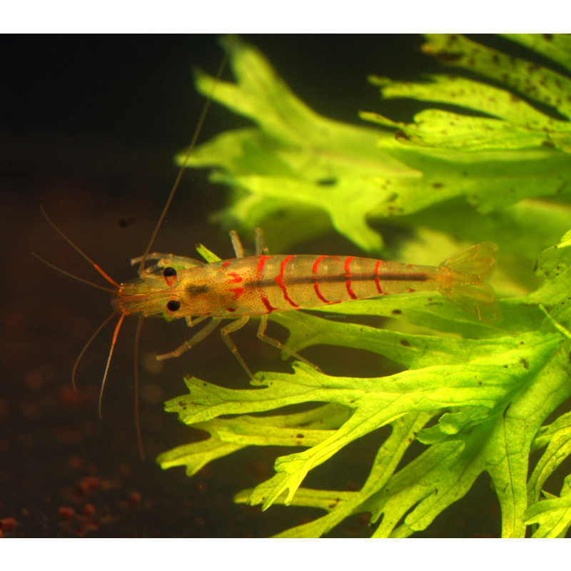 10x UK Bred Red Tiger Shrimp - Caridina mariae “Red Tiger”