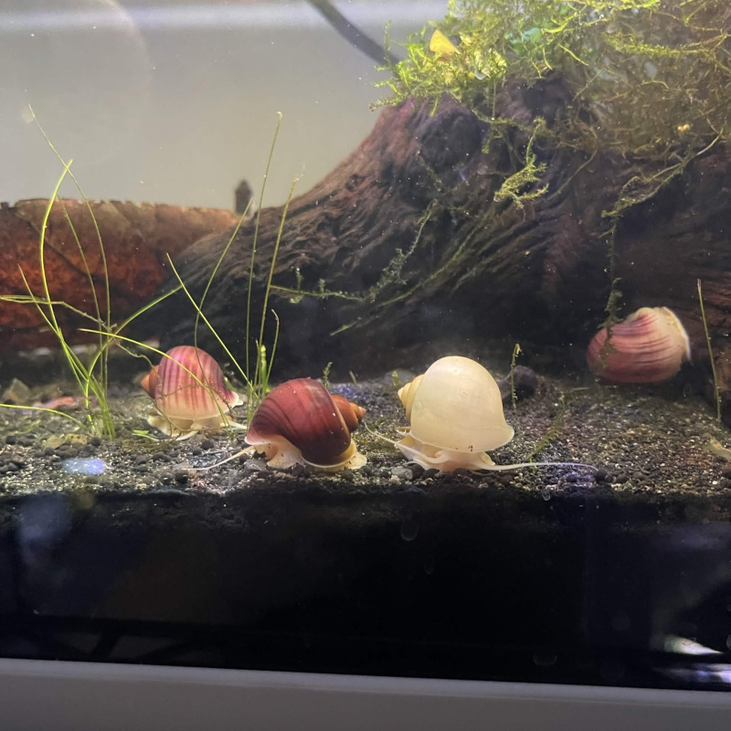 2x  Young Mystery Snail (Magenta)