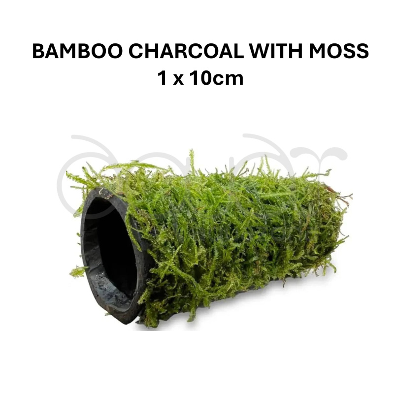 Blue Dream Shrimp Starter Kit | 10+2 Shrimp, Food, Moss & Care Guide