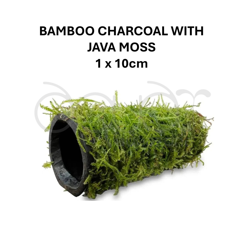 Blue Dream Shrimp Starter Kit | 10+2 Shrimp, Food, Moss & Care Guide