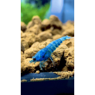 Blue Bolt KW Line 10+2