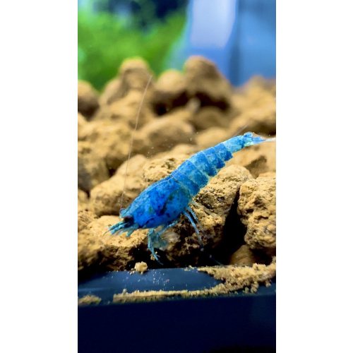 Blue Bolt KW Line 10+2