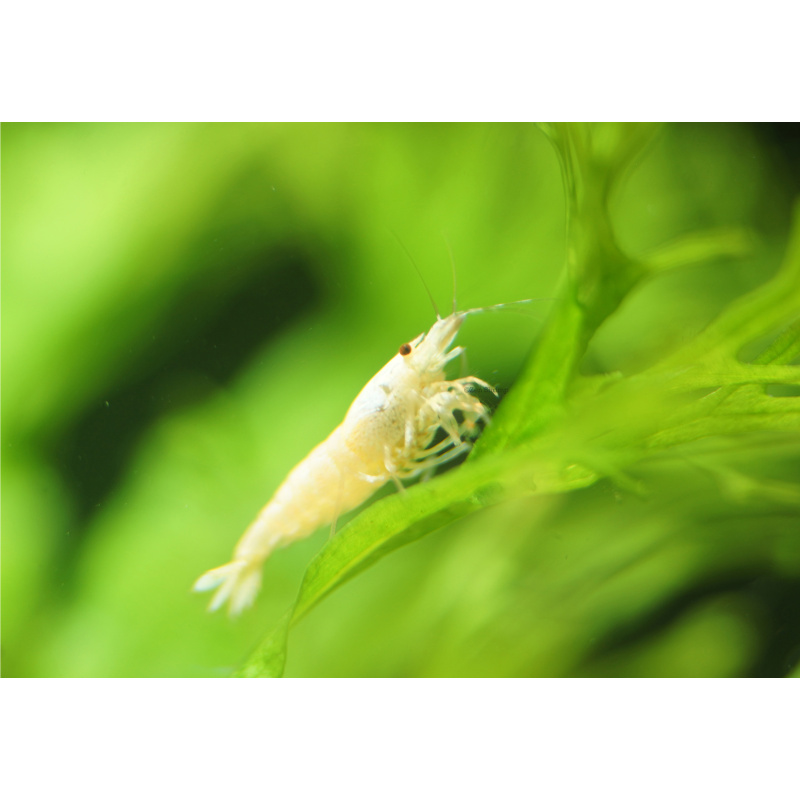 10x UK Bred Snow White Caridina Shrimp (aka Pure White Line - PWL)