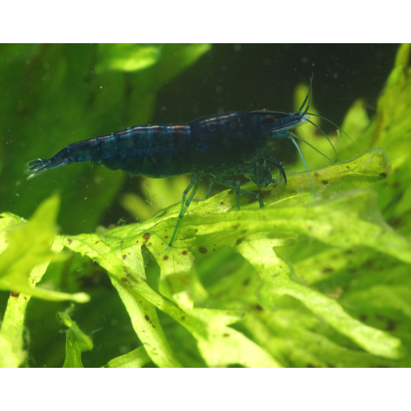 10x UK Bred Blue Diamond Neocaridina Shrimp - Opaque Dark Glossy Blue