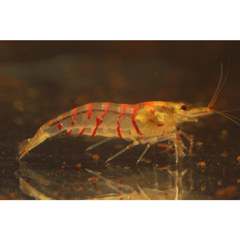 10x UK Bred Red Tiger Shrimp - Caridina mariae “Red Tiger”