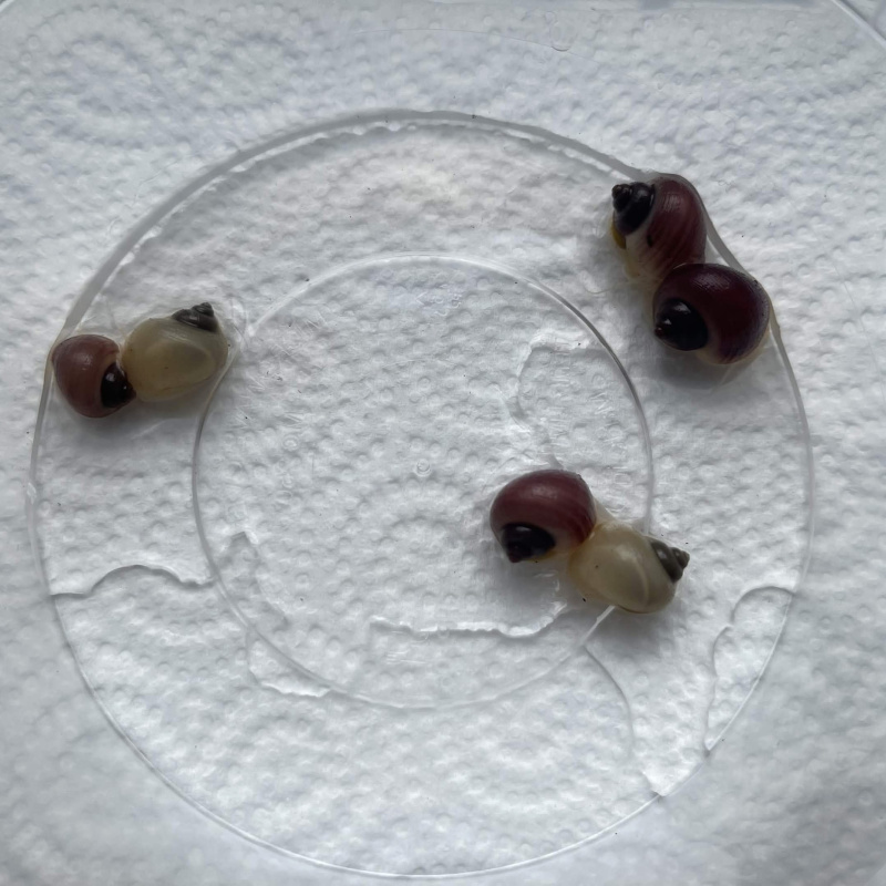 3x Mystery Snails (Magenta)