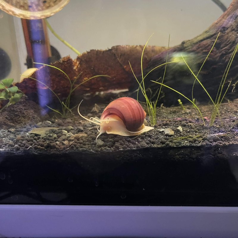 2x  Young Mystery Snail (Magenta)
