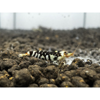 Black Fancy Tiger 10+2