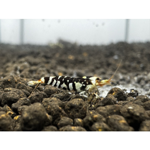 Black Fancy Tiger 10+2