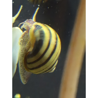 Spixi snails