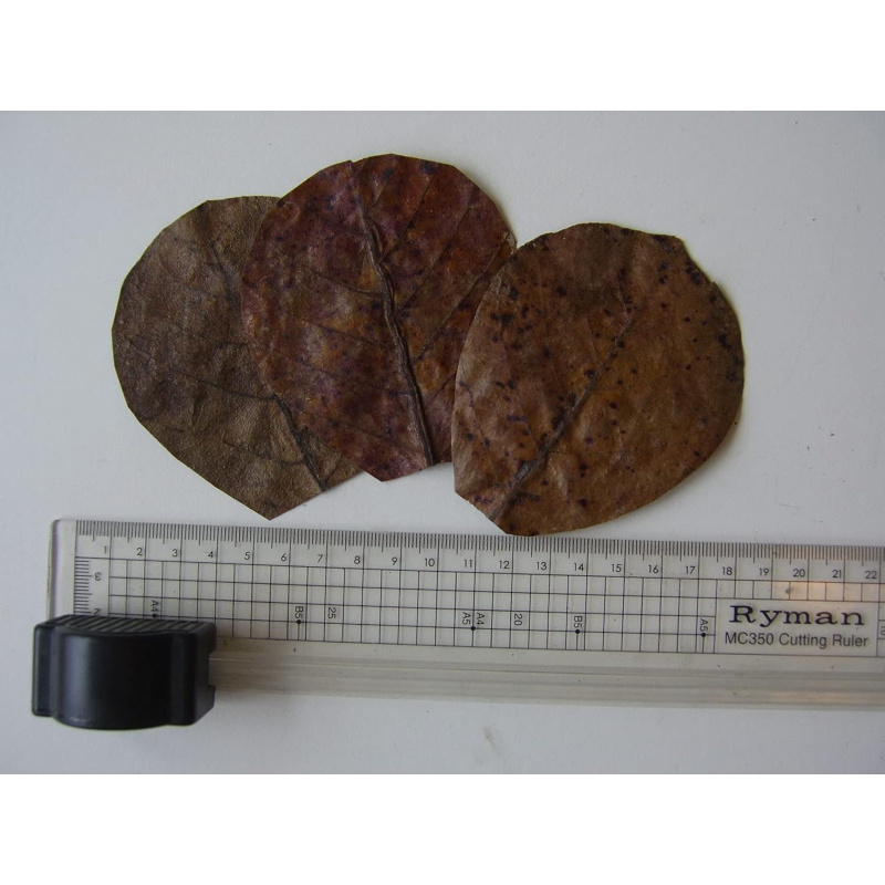 50 x NANO Indian Almond Leaves ( Catappa ), 7- 9cm , Shrimp , Black Water etc .
