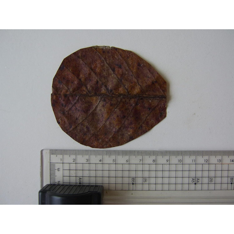 50 x NANO Indian Almond Leaves ( Catappa ), 7- 9cm , Shrimp , Black Water etc .