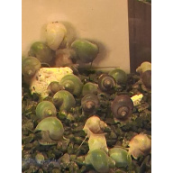Mystery snails juveniles multiple colours Ivory,Purple,Magenta,Blue,Jade.