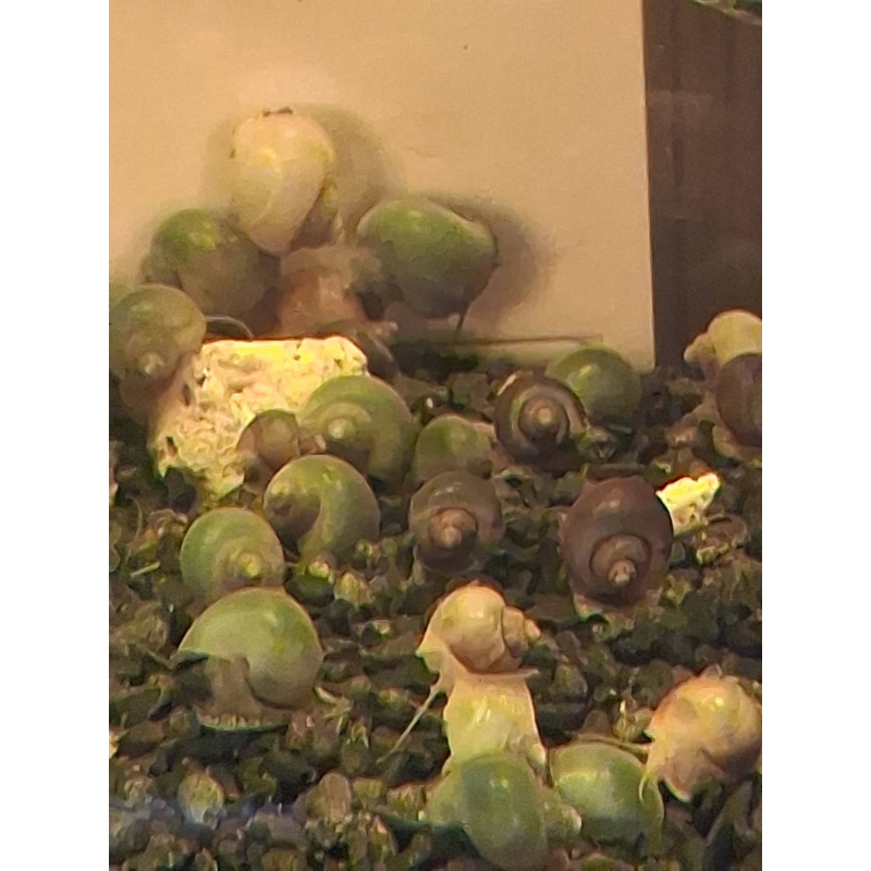 Mystery snails juveniles multiple colours Ivory,Purple,Magenta,Blue,Jade.