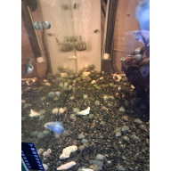 Mystery snails juveniles multiple colours Ivory,Purple,Magenta,Blue,Jade.