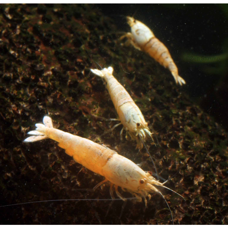 10x UK Bred Snow White Caridina Shrimp (aka Pure White Line - PWL)