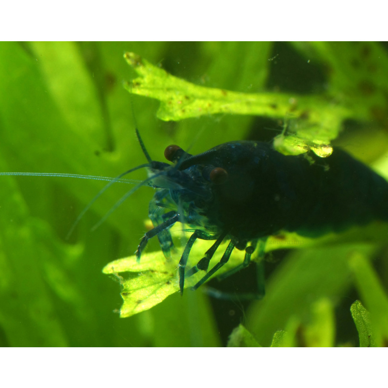 10x UK Bred Blue Diamond Neocaridina Shrimp - Opaque Dark Glossy Blue