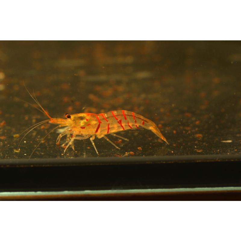 10x UK Bred Red Tiger Shrimp - Caridina mariae “Red Tiger”