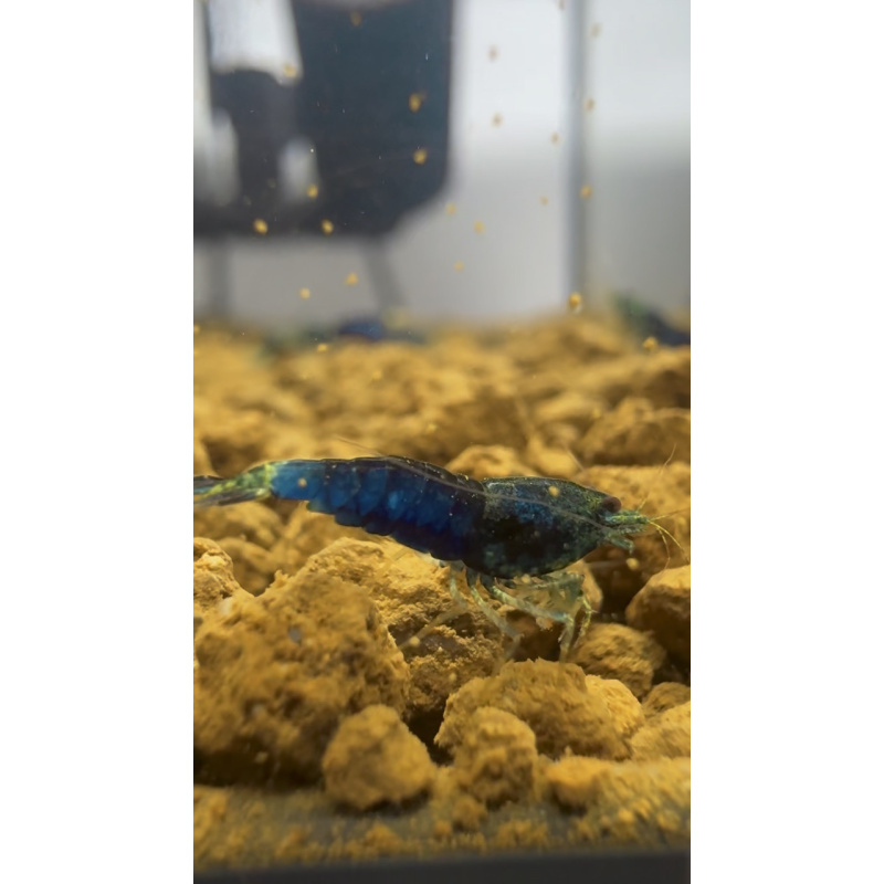 Ocean Blue KW Line 10+2