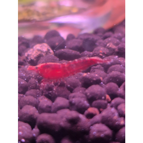 10 +1 DOA red shrimp that came from a black shrimp, breeding that line
