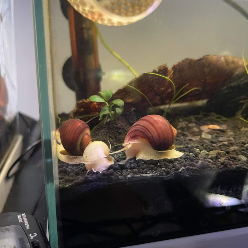 2x  Young Mystery Snail (Magenta)