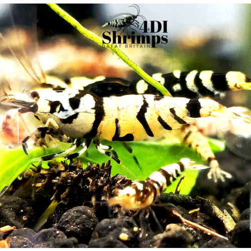 x5+1 Black Fancy Tiger