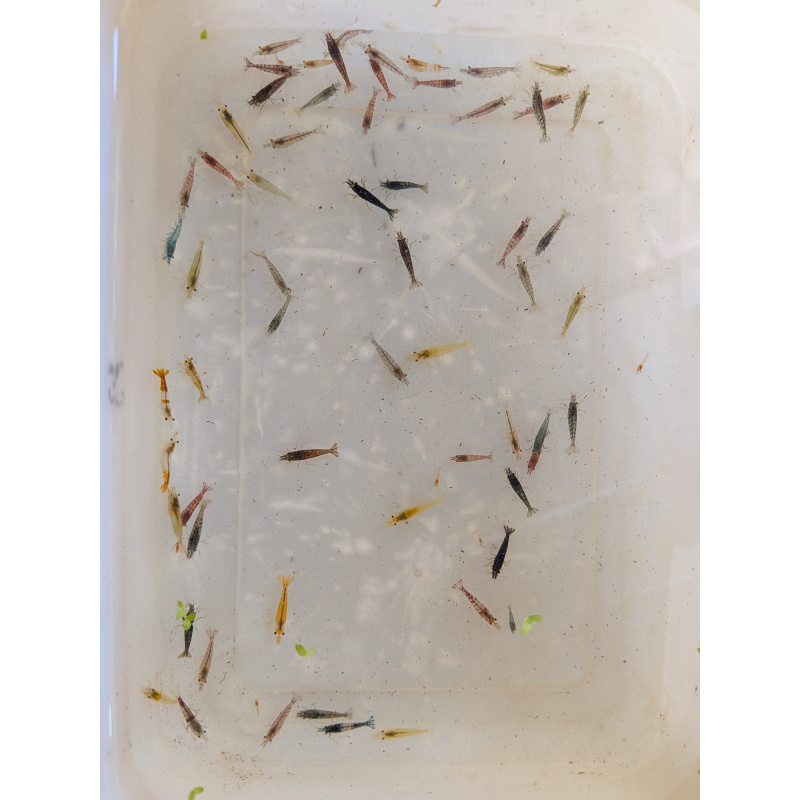 Mixed culls/skittle pack x10 plus +2 in case of doa, next day delivery with tracking, FREE guppy grass or other plant