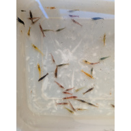Mixed culls/skittle pack x5 plus +1 in case of doa, next day delivery with tracking, FREE guppy grass or other plant
