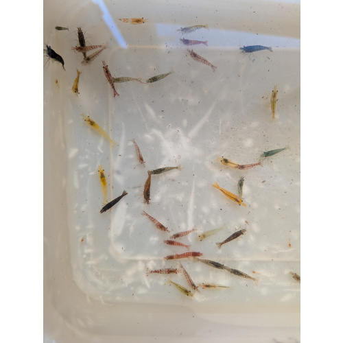 Mixed culls/skittle pack x5 plus +1 in case of doa, next day delivery with tracking, FREE guppy grass or other plant
