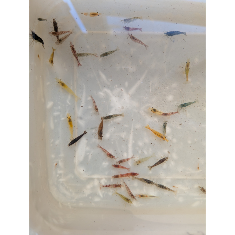 Mixed culls/skittle pack x10 plus +2 in case of doa, next day delivery with tracking, FREE guppy grass or other plant