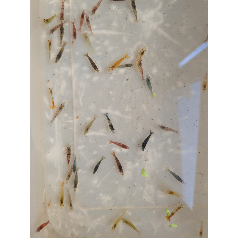Mixed culls/skittle pack x10 plus +2 in case of doa, next day delivery with tracking, FREE guppy grass or other plant